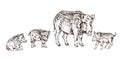 Wild boar Sus scrofa pig standing with small piglets, gravure style ink drawing illustration isolated